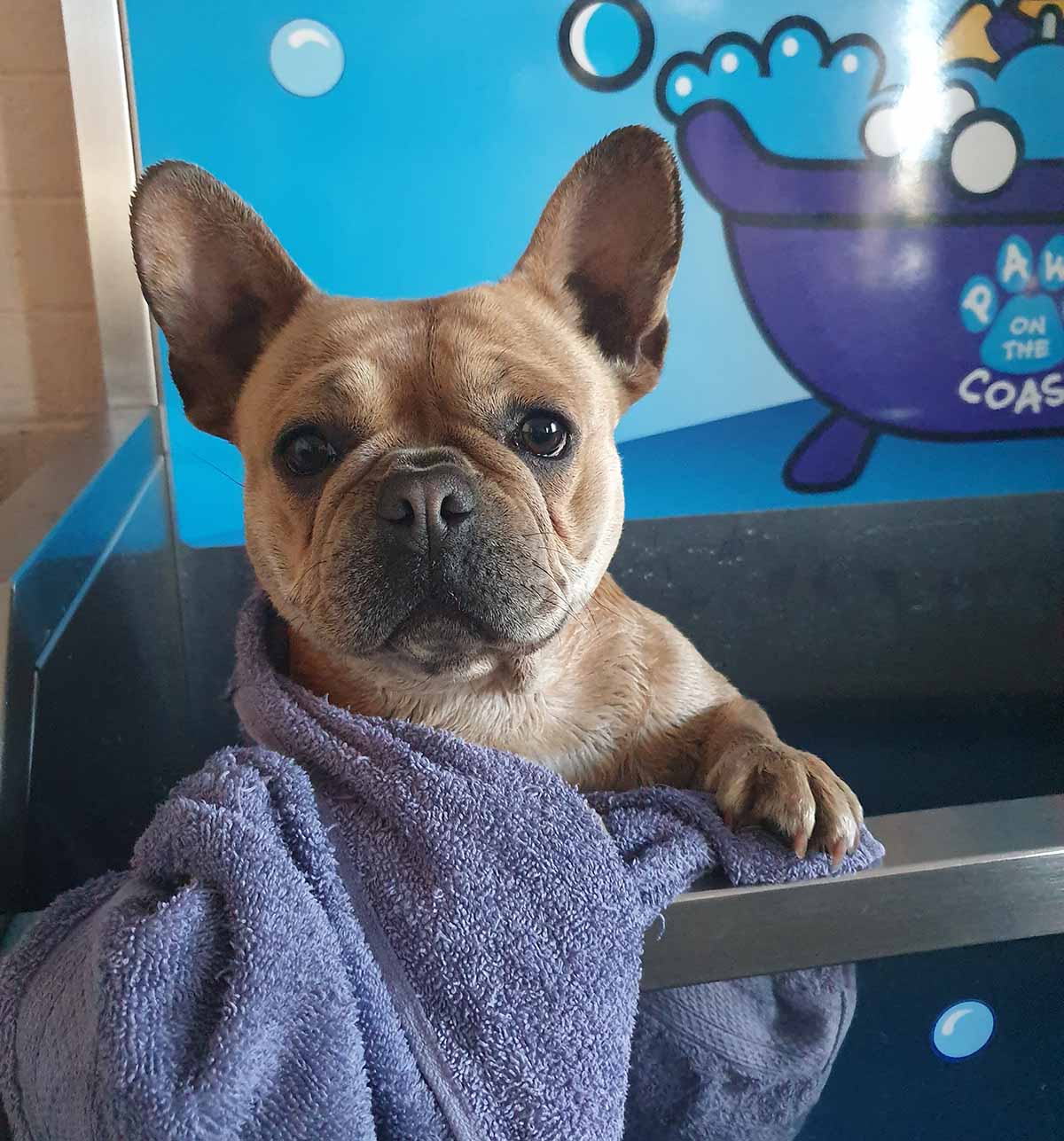 Braxton - The Paws On The Coast Mascot